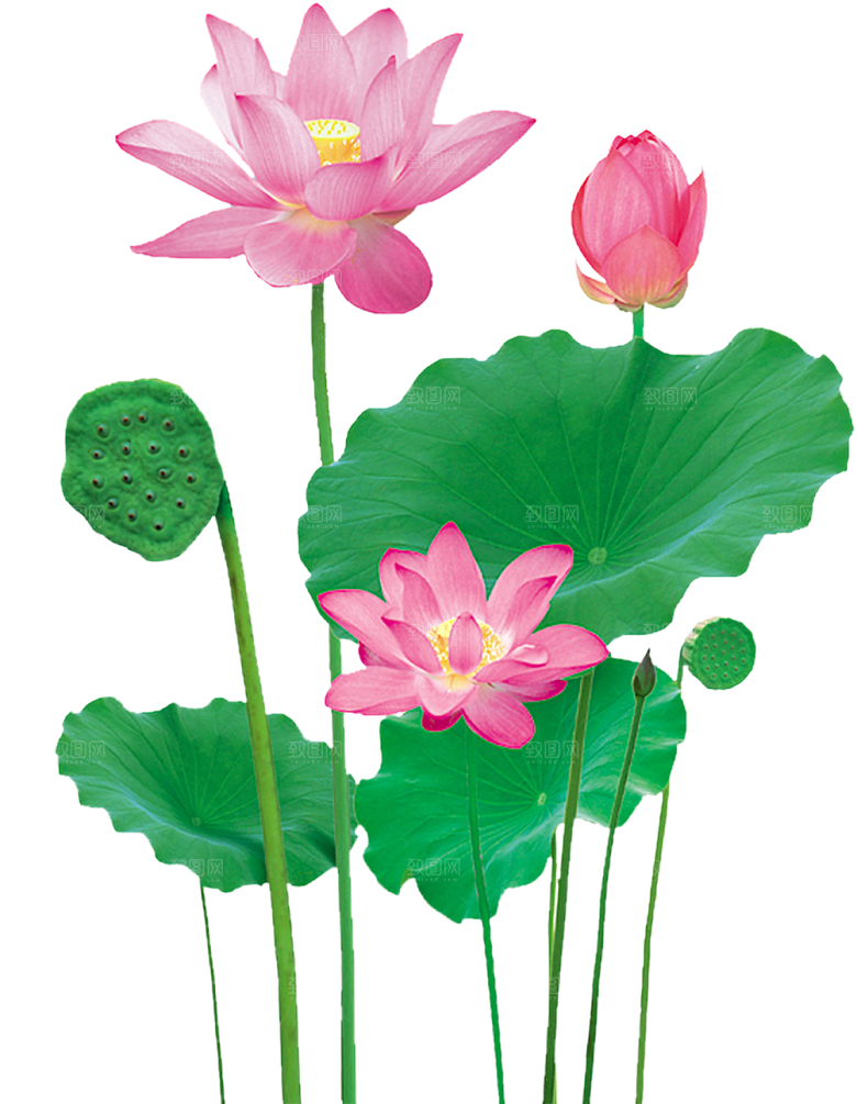 中国风水墨荷花莲花插图清新手绘荷花莲花