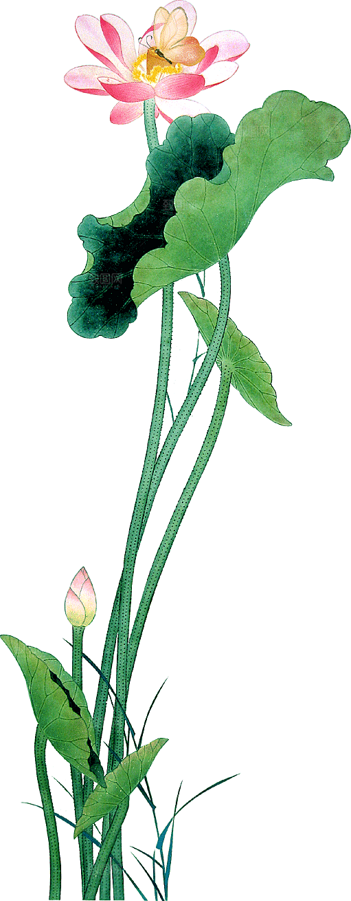 中国风水墨荷花莲花插图清新手绘荷花莲花