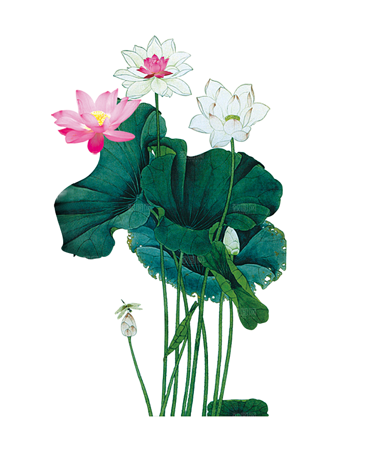 中国风水墨荷花莲花插图清新手绘荷花莲花