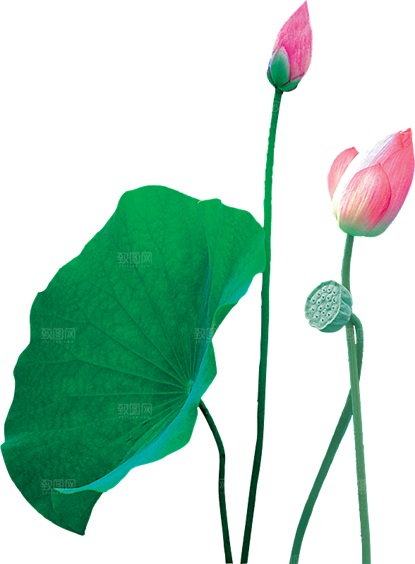中国风水墨荷花莲花插图清新手绘荷花莲花
