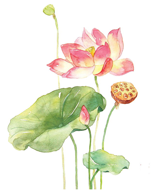 中国风水墨荷花莲花插图清新手绘荷花莲花