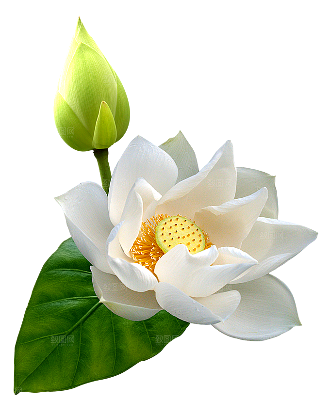 中国风水墨荷花莲花插图清新手绘荷花莲花
