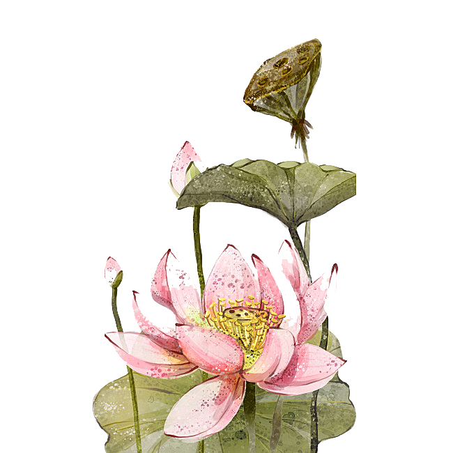 中国风水墨荷花莲花插图清新手绘荷花莲花