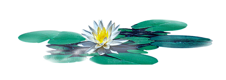 中国风水墨荷花莲花插图清新手绘荷花莲花