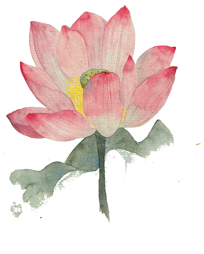 中国风水墨荷花莲花插图清新手绘荷花莲花