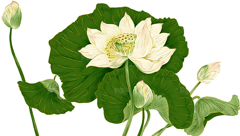 中国风水墨荷花莲花插图清新手绘荷花莲花