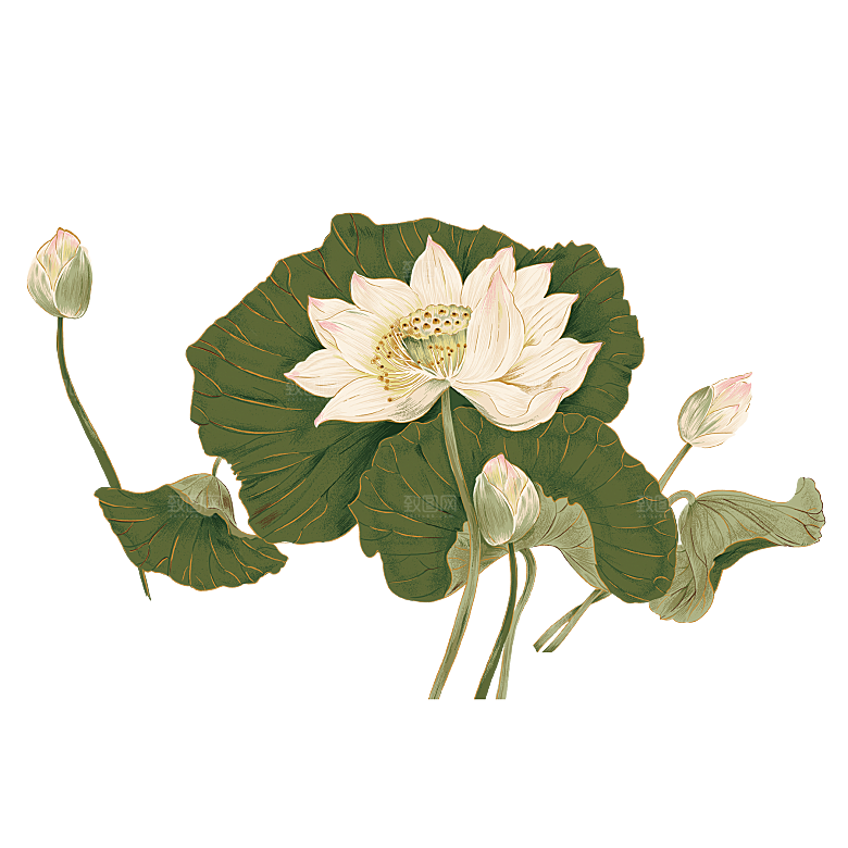中国风水墨荷花莲花插图清新手绘荷花莲花