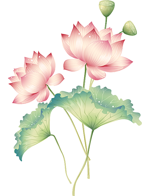 中国风水墨荷花莲花插图清新手绘荷花莲花