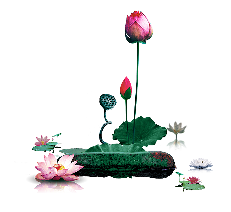 中国风水墨荷花莲花插图清新手绘荷花莲花