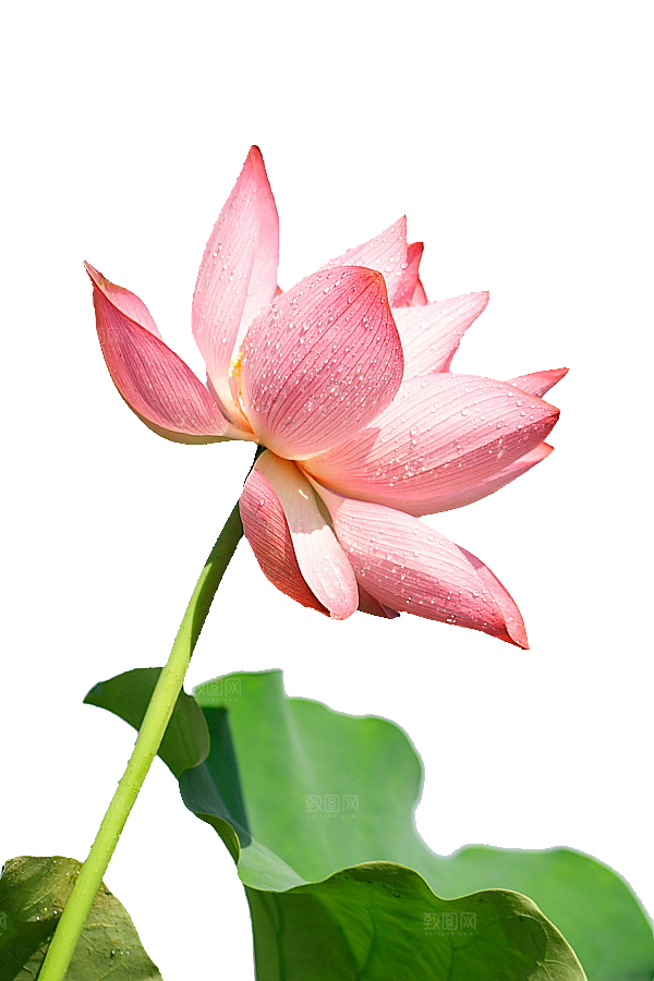 中国风水墨荷花莲花插图清新手绘荷花莲花