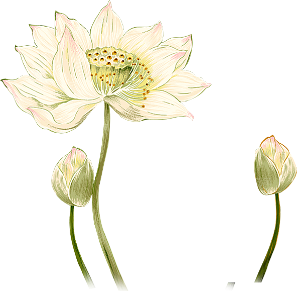 中国风水墨荷花莲花插图清新手绘荷花莲花