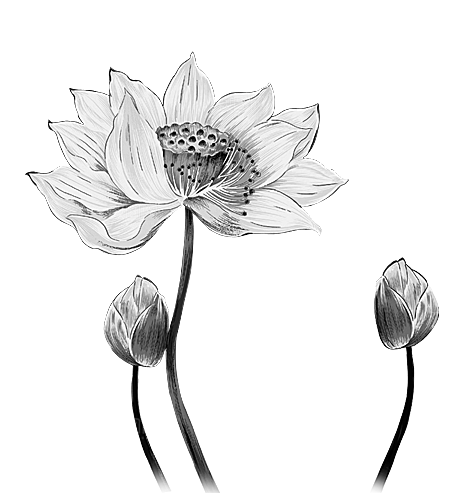 中国风水墨荷花莲花插图清新手绘荷花莲花