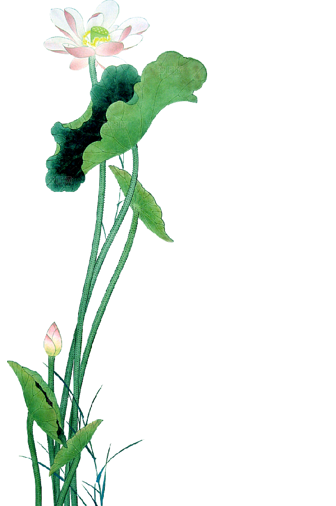 中国风水墨荷花莲花插图清新手绘荷花莲花