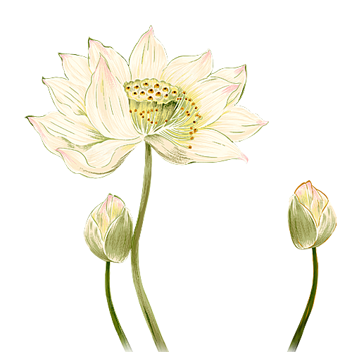 中国风水墨荷花莲花插图清新手绘荷花莲花