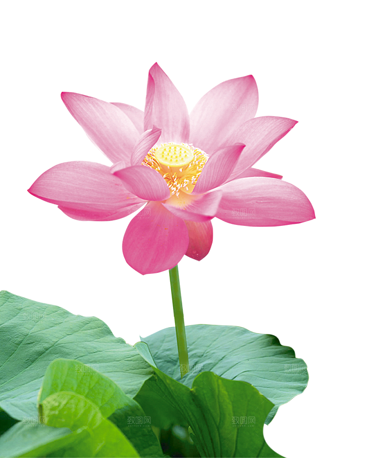 中国风水墨荷花莲花插图清新手绘荷花莲花