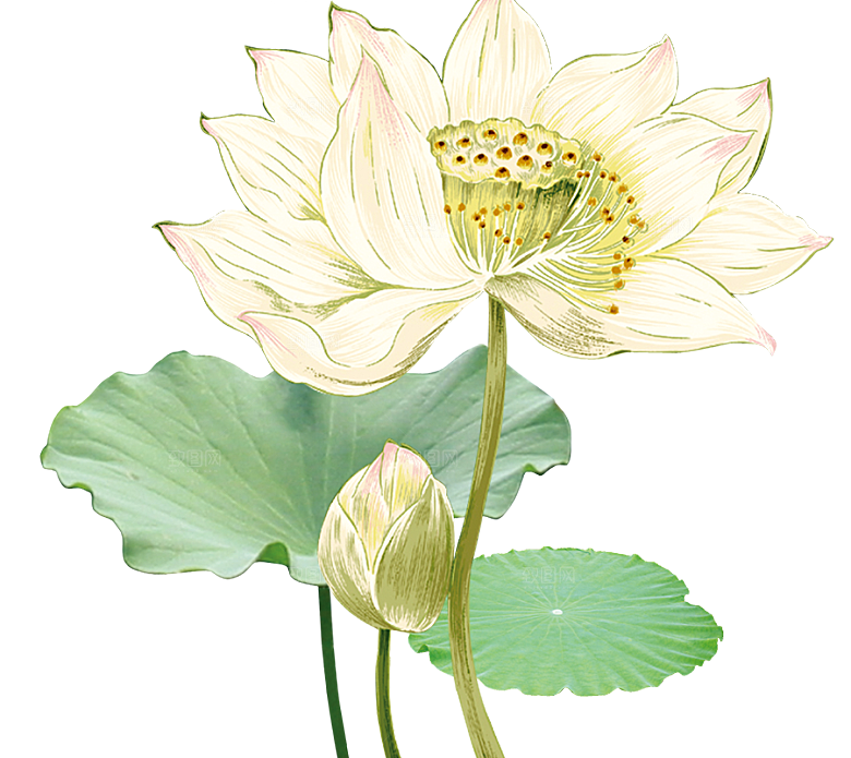 中国风水墨荷花莲花插图清新手绘荷花莲花