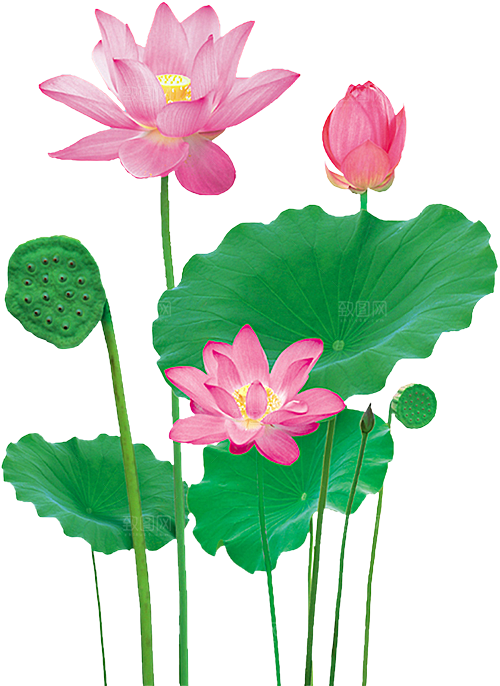 中国风水墨荷花莲花插图清新手绘荷花莲花