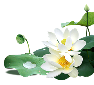 中国风水墨荷花莲花插图清新手绘荷花莲花