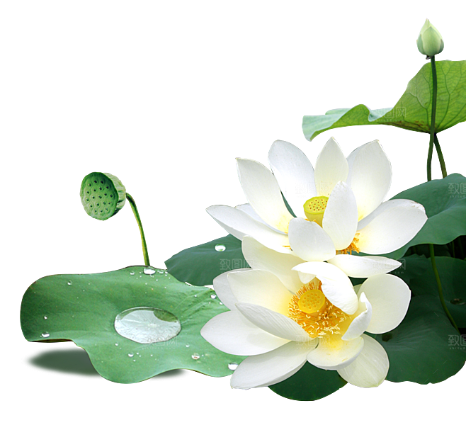 中国风水墨荷花莲花插图清新手绘荷花莲花