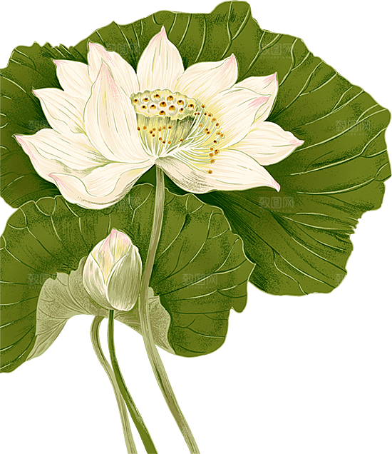 中国风水墨荷花莲花插图清新手绘荷花莲花