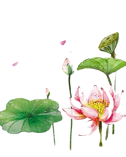 中国风水墨荷花莲花插图清新手绘荷花莲花