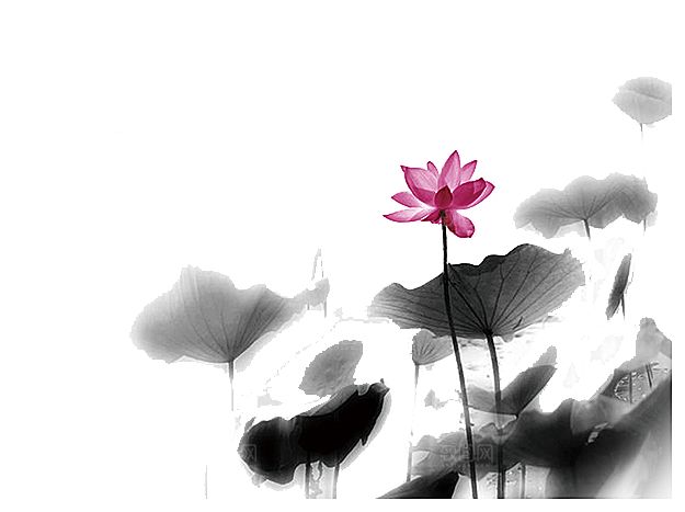 中国风水墨荷花莲花插图清新手绘荷花莲花