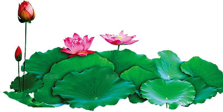 中国风水墨荷花莲花插图清新手绘荷花莲花