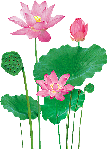 中国风水墨荷花莲花插图清新手绘荷花莲花