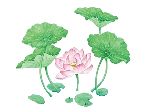 中国风水墨荷花莲花插图清新手绘荷花莲花