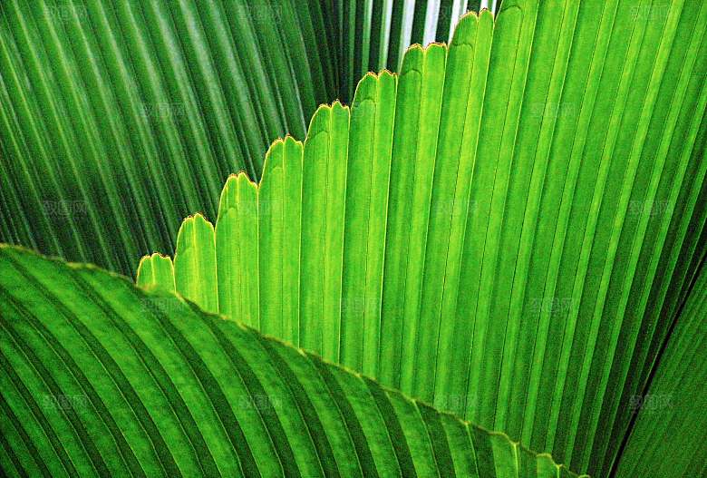 小清新森系绿色植物绿植绿叶