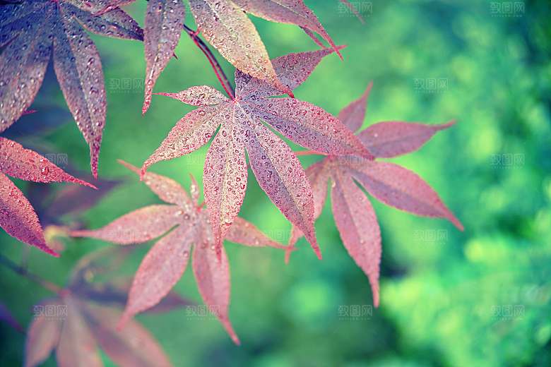 小清新森系绿色植物绿植绿叶