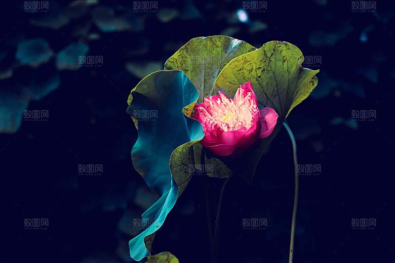 绿色系花朵荷花莲花植物绿植