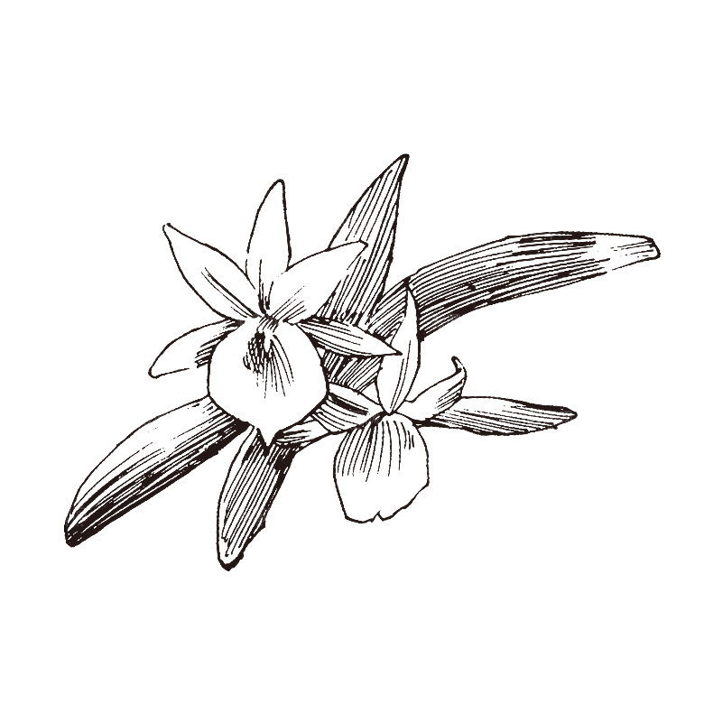 手绘中草药植物花卉元素