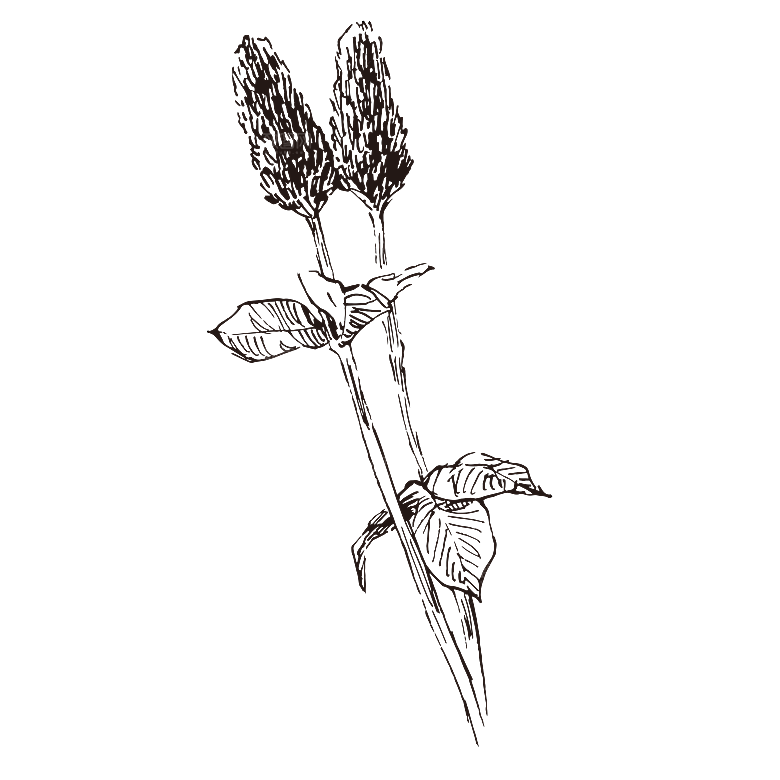 简约大气手绘植物花草树木插画