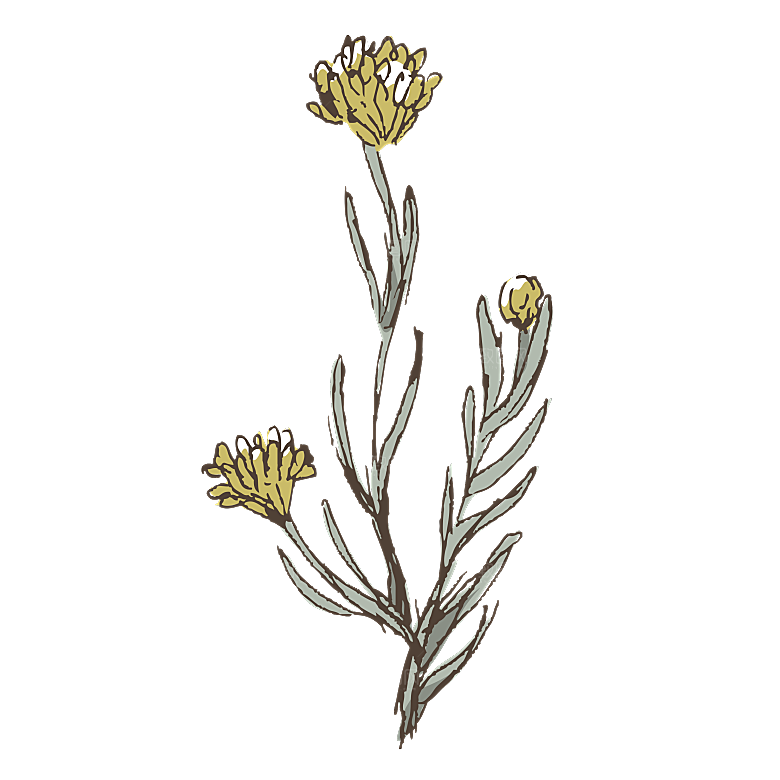 简约大气手绘植物花草树木插画