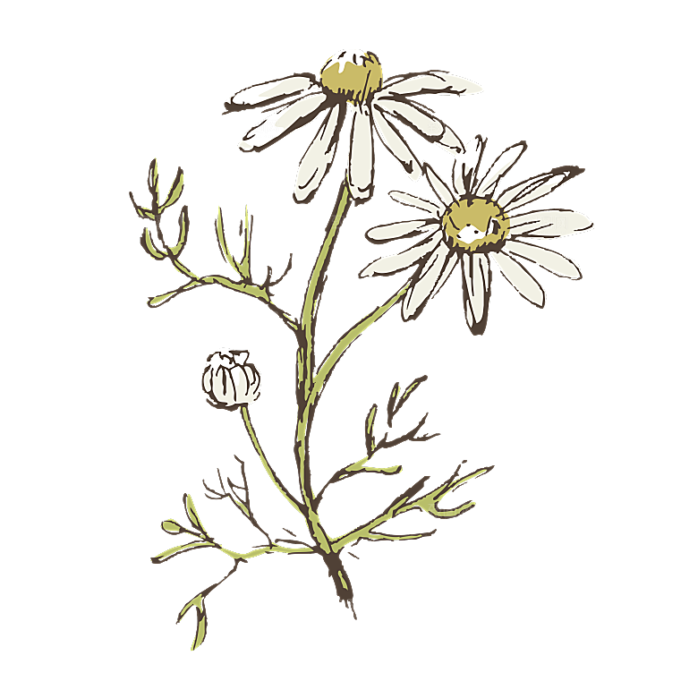 简约大气手绘植物花草树木插画