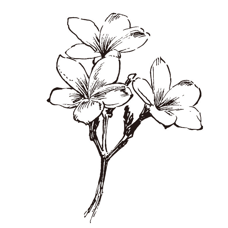 简约大气手绘植物花草树木插画