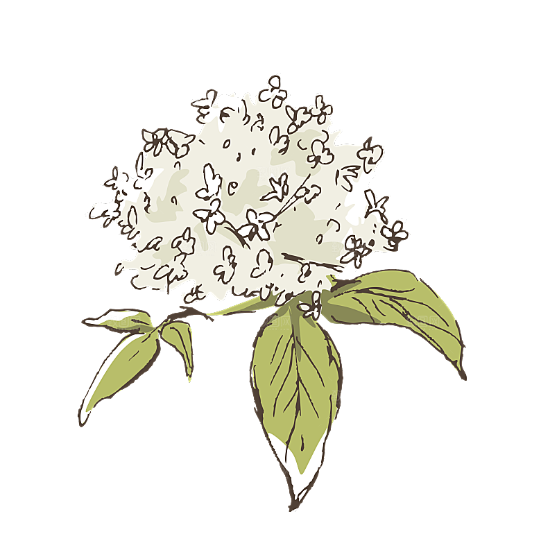 简约大气手绘植物花草树木插画