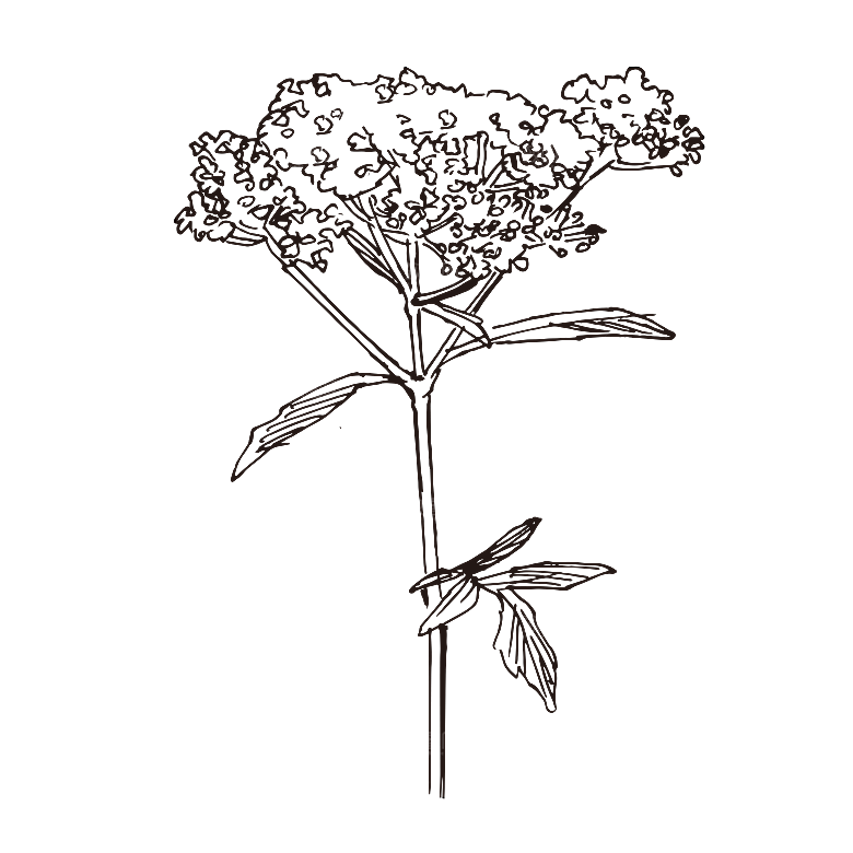 简约大气手绘植物花草树木插画