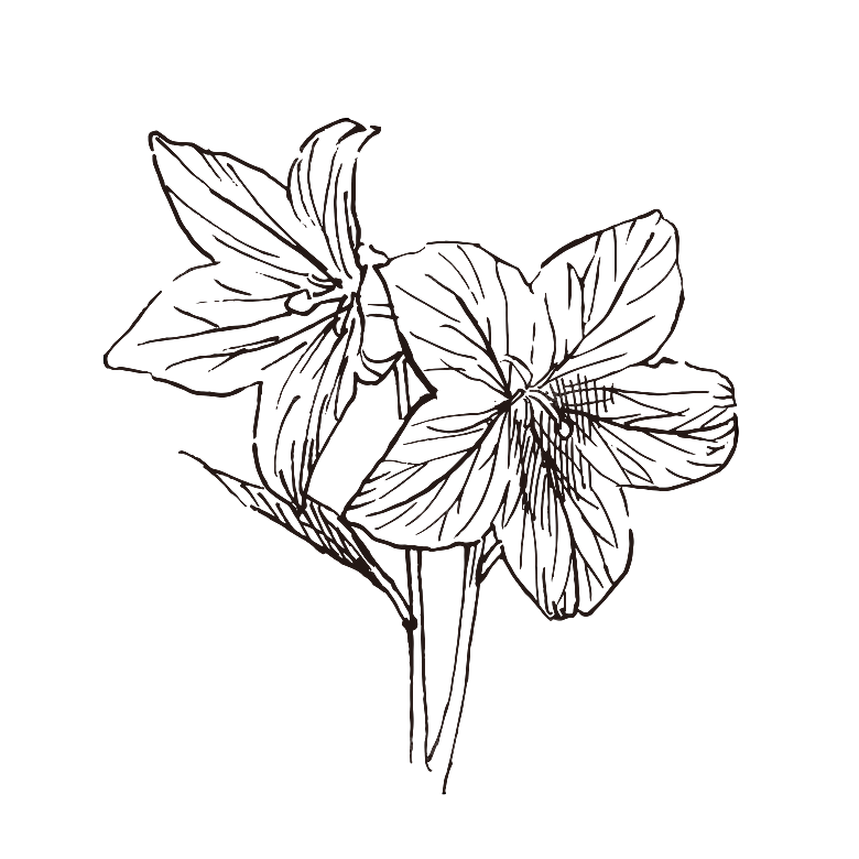 简约大气手绘植物花草树木插画