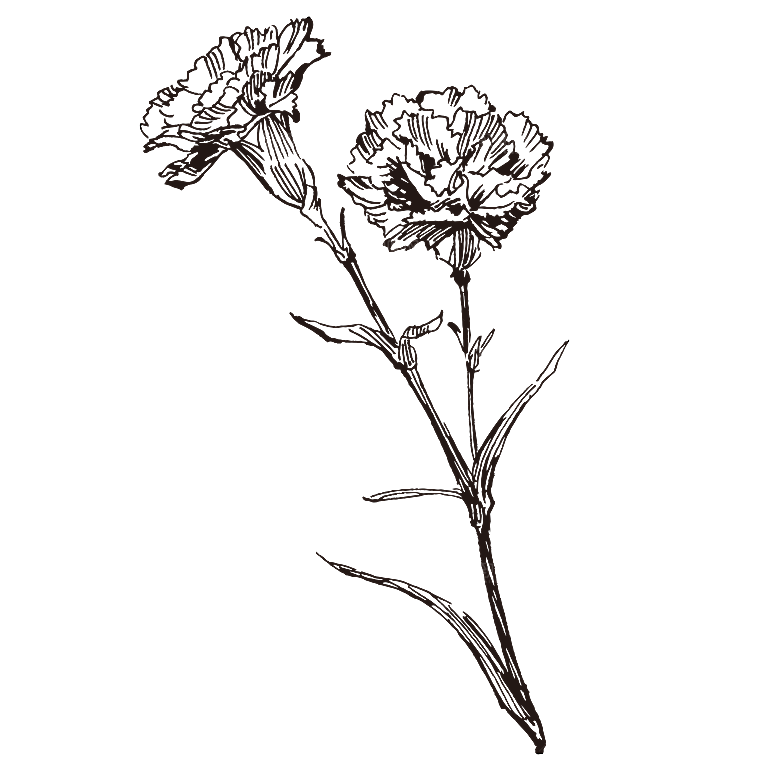 手绘中草药植物花卉免扣元素