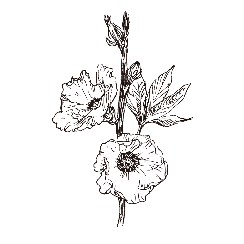 手绘中草药植物花卉免扣元素