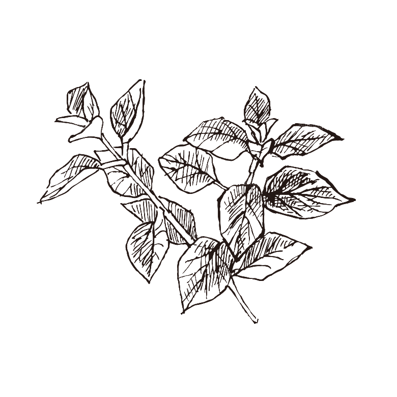 简约大气手绘植树花草树木插画
