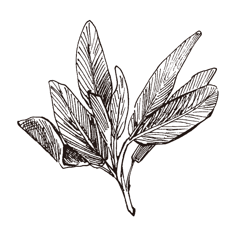 手绘中草药植物花卉免扣元素