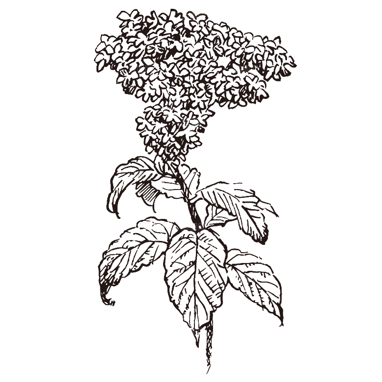手绘中草药植物花卉免扣元素