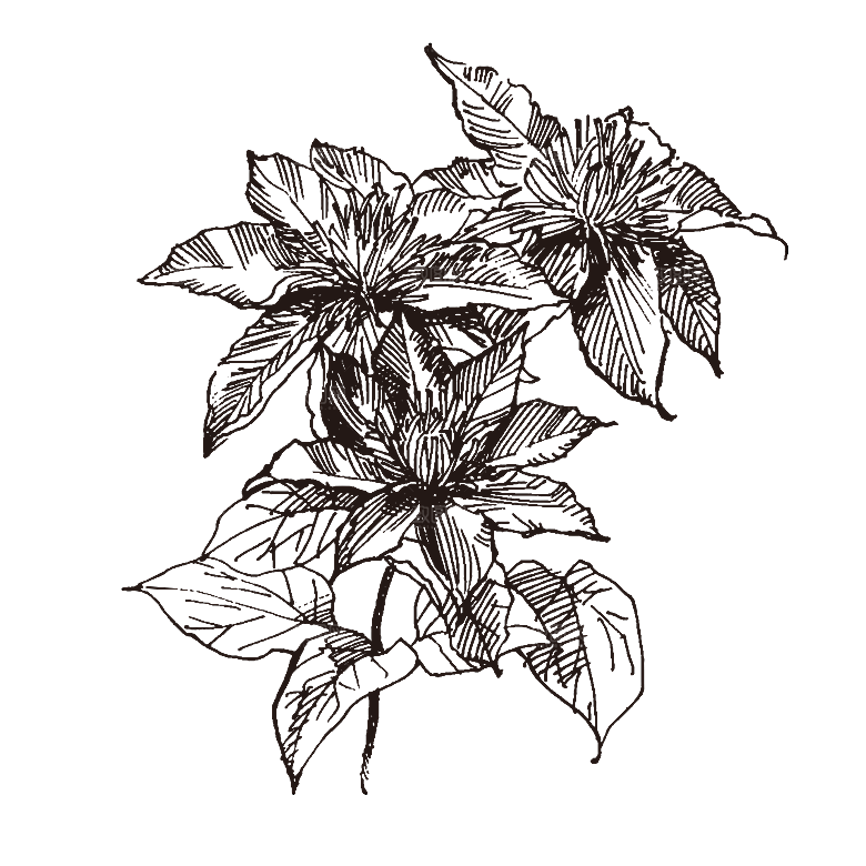 手绘中草药植物花卉免扣元素