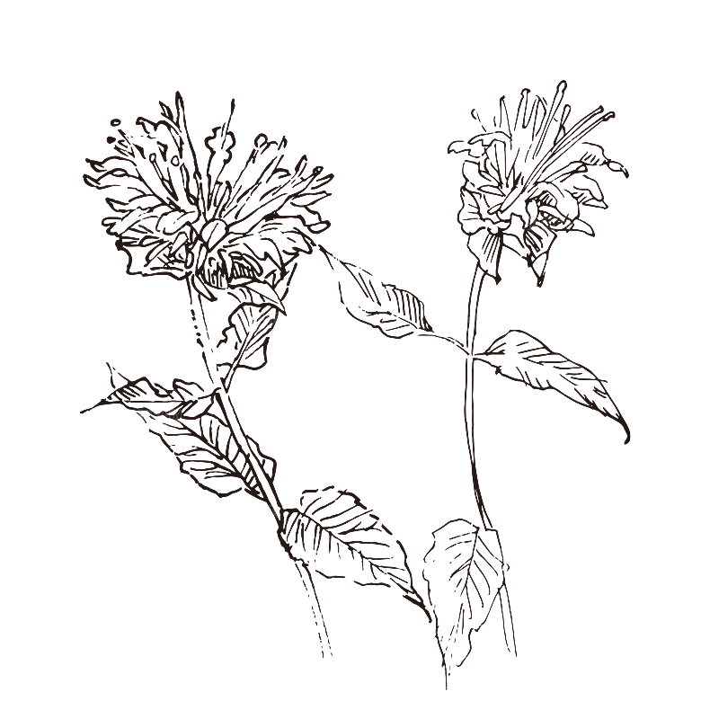 简约大气手绘植物花草树木插画