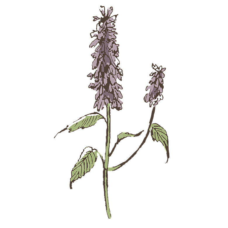 简约大气手绘植物花草树木插画