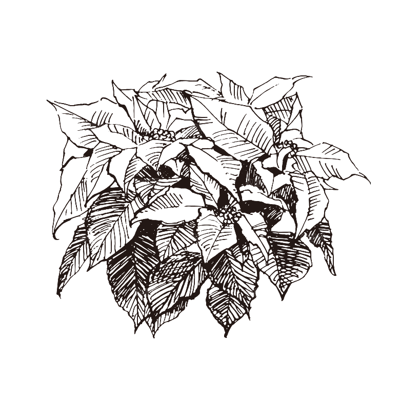简约大气手绘植物花草树木插画