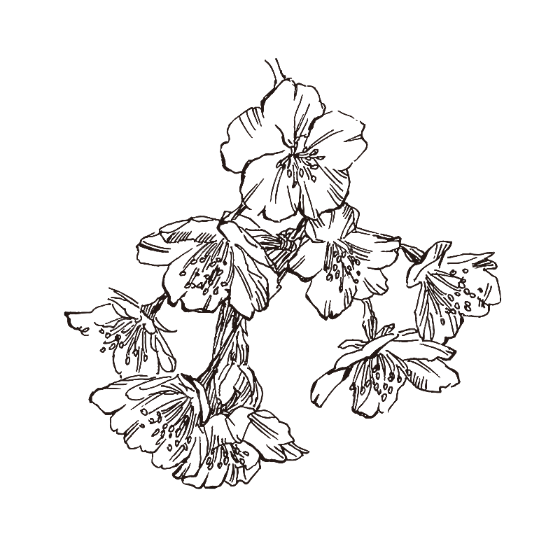 简约大气手绘植物花草树木插画